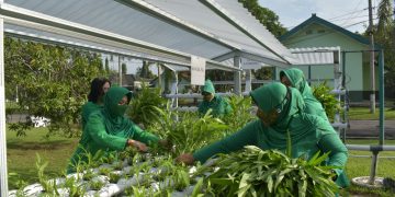 Panen Sayur Hidroponik Dukung Ketahanan Pangan di Masa Pandemi