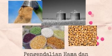 Ini Dia Cara Mencegah Hama Kutu Kopi yang Mengganggu