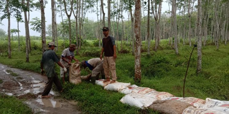 Perbaiki Jalan Usaha Tani Tiyuh Panaragan Jaya Indah Khoirul Ilham Bergotong Royong Bersama Warga