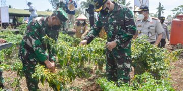 Bersama Masyarakat Danrem 172/PWY Panen Raya di Kebun Satgas Pamtas Yonif 131/BRS