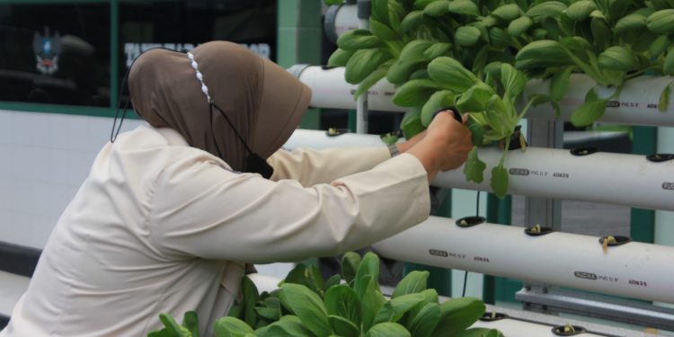 Kowad, PNS dan Ibu Persit Lakukan Panen Sayuran Hidroponik di Makodim 0410/KBL