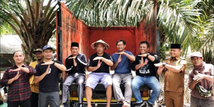 Umar Ahmad Panen Padi Nenemo Geco 01