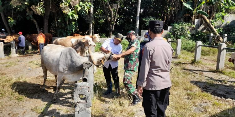 Jelang Hari Raya Kurban, Petugas Gabungan Gelar Operasi PMK di Pasar Hewan