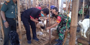 Kodim 0735/Surakarta Bersama Petugas Gabungan Gelar Operasi PMK di Pasar Hewan