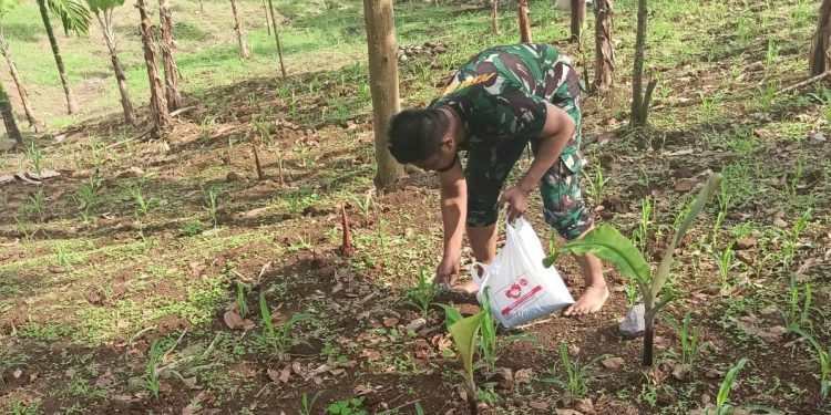 Dukung Ketahanan Pangan, Personil Koramil 410-02/TBS Kodim 0410/KBL Lakukan Perawatan Tanaman Jagung