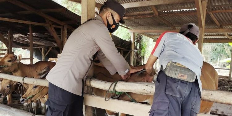 Polsek Rawa Pitu Dampingi Vaksinasi PMK Booster Dosis Dua di Dua Lokasi Berbeda