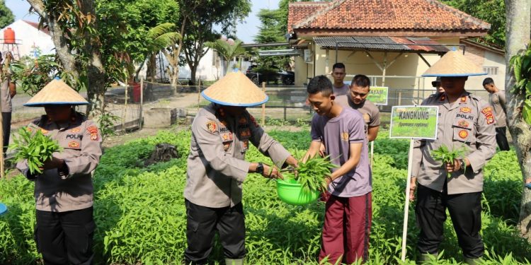 Polres Tulang Bawang Panen Perdana di Kebun Ketahanan Pangan