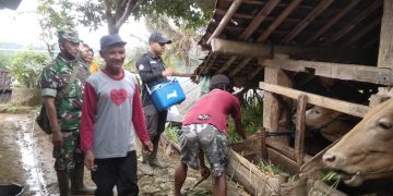 Cegah Penyebaran PMK, Babinsa Temboro Berikan Pendampingan Vaksin Terhadap Hewan Ternak