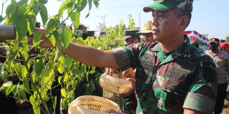 Dilahan 3 Ha, Danrem 074/Warastratama Panen Raya Kacang Sacha Inchi Bersama Forkopimda Kabupaten Wonogiri