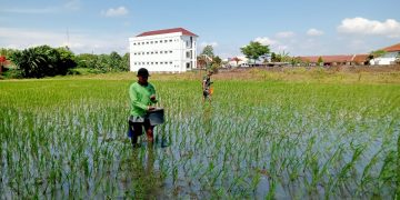 Tingkatkan Ketahanan Pangan, Babinsa Banyuanyar Aktif Turun ke Sawah Bantu Petani