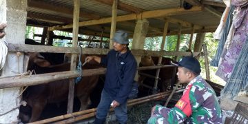 Sejahterakan Peternak, Babinsa Berkeliling Mendampingi Pemberian Vaksinasi PMK Hewan Ternak