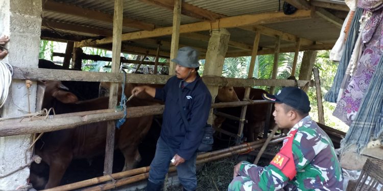 Sejahterakan Peternak, Babinsa Berkeliling Mendampingi Pemberian Vaksinasi PMK Hewan Ternak