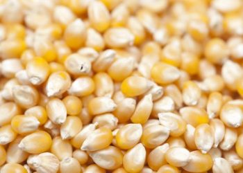 Rekomendasi Obat Kutu Jagung yang Ampuh