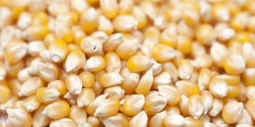 Rekomendasi Obat Kutu Jagung yang Ampuh