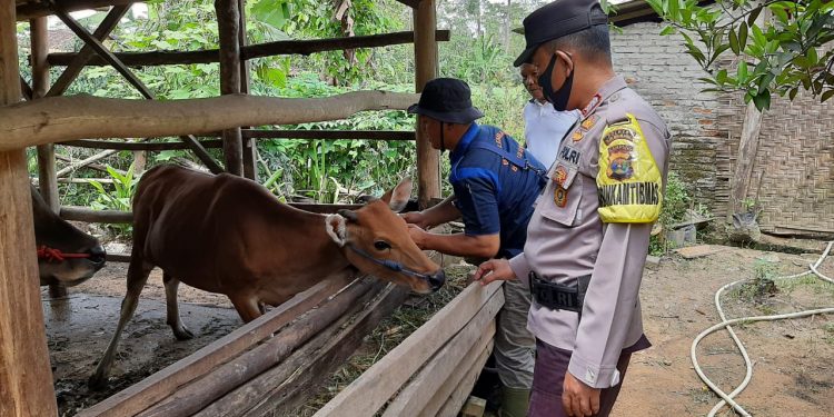 Vaksinasi Hewan Ternak, Polsek Lambu Kibang Terjunkan Bhabinkamtibmas Bersama Vaksinator