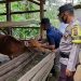 Vaksinasi Hewan Ternak, Polsek Lambu Kibang Terjunkan Bhabinkamtibmas Bersama Vaksinator