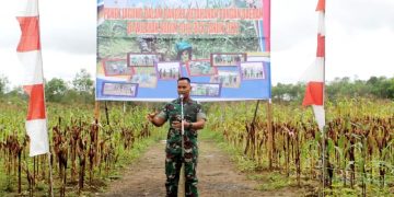 Panen Jagung Perdana Dilakukan Kodim 1012/Buntok Bersama Pemkab Barito Timur
