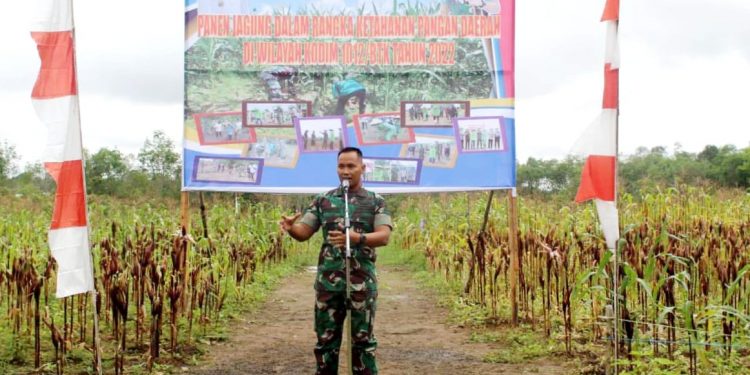 Panen Jagung Perdana Dilakukan Kodim 1012/Buntok Bersama Pemkab Barito Timur