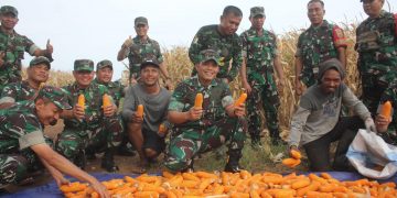 Letkol Tri Arto : Panen Jagung di Wilayah Koramil 410-01/Panjang, Hasilnya Bagus dan Maksimal