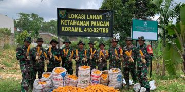 Panen Jagung di Lahan Demplot, Danramil : Program Ini untuk Wujudkan Ketahanan Pangan