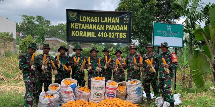 Panen Jagung di Lahan Demplot, Danramil : Program Ini untuk Wujudkan Ketahanan Pangan