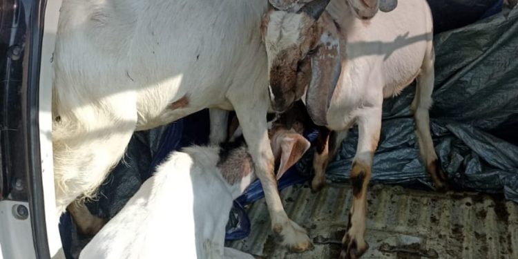 Polisi Ungkap Pelaku Pencurian Hewan Ternak, 3 Orang Pelaku Dibekuk