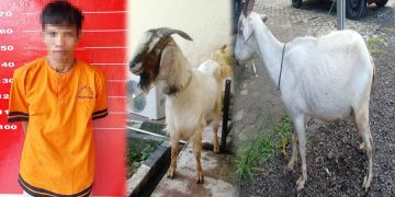 Curi Kambing di Tulang Bawang, Warga Ogan Ilir Ditangkap Polisi
