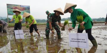 Dukung dan Sukseskan Hanpangan, Ketua Persit KCK Koorcab Rem 071 Tanam Padi Inpago