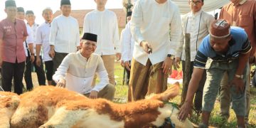 Polres Tulang Bawang Barat Sholat Idul Adha 1444 H & Penyembelihan Hewan Qurban