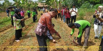 Suksesnya Kegiatan Panen Bawang Merah Desa Abung Jayo oleh Gapoktan Sumber Rejeki Kecamatan Abung Selatan