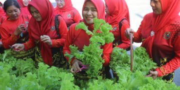 Manfaatkan Lahan Sempit, Persit Kodim 0410/KBL Panen Sayur Hidroponik