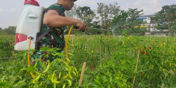 Harga Cabai Rawit Melambung, Babinsa Koramil Panjang Turun Tangan Jaga Kualitas Panen