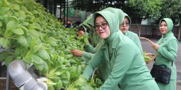 Dampingi Persit, Dandim 0410/KBL Ikut Panen Sayuran Pakcoy Hasil Media Tanam Hidroponik