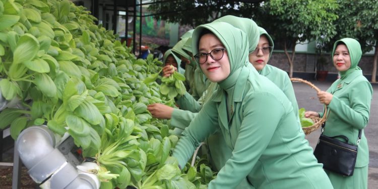 Dampingi Persit, Dandim 0410/KBL Ikut Panen Sayuran Pakcoy Hasil Media Tanam Hidroponik