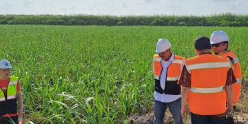 Lahan Tebu Merauke: Klaster 3 Mulai Digarap, Gini Detailnya