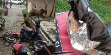 Kendaraan Roda Dua jadi Korban Amukan Sapi
