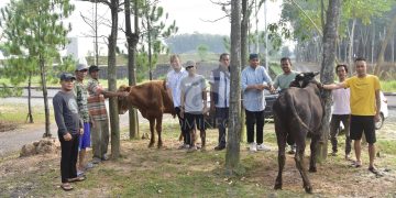 Pemerintah Kabupaten Tubaba, Serahkan 2 Ekor Sapi untuk Insan Pers