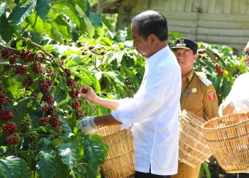 Keren, Pj Bupati Nukman Panen Raya Kopi Robusta Bersama Presiden Joko Widodo