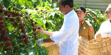 Keren, Pj Bupati Nukman Panen Raya Kopi Robusta Bersama Presiden Joko Widodo