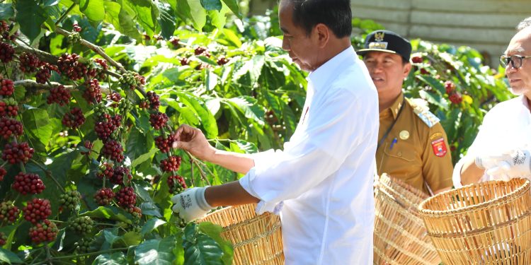 Keren, Pj Bupati Nukman Panen Raya Kopi Robusta Bersama Presiden Joko Widodo