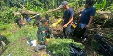 Satgas Yonif 122/TS, BNN dan Bea Cukai Lakukan Patroli Gabungan Temukan Ladang Ganja