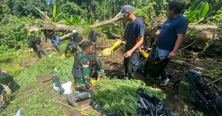 Satgas Yonif 122/TS, BNN dan Bea Cukai Lakukan Patroli Gabungan Temukan Ladang Ganja