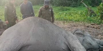 Gajah Liar Dewasa Ditemukan Mati di TNWK, Penyebab Kematian Masih Diselidiki