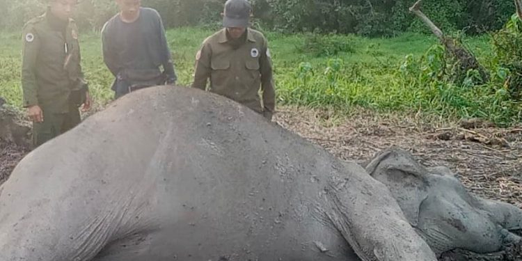 Gajah Liar Dewasa Ditemukan Mati di TNWK, Penyebab Kematian Masih Diselidiki