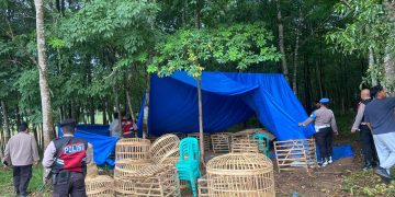 Polres Tuba Gerebek Dua Lokasi Judi Sabung Ayam di Areal Perkebunan Karet