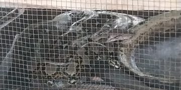 Ular Sanca 3 Meter Telan 2 Ekor Ayam