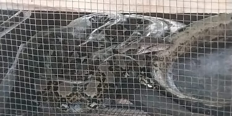 Ular Sanca 3 Meter Telan 2 Ekor Ayam