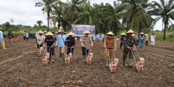 Dukung Program Swasembada Pangan 2025, Polres Keerom Bersama Mitra Polri dan Pemda Laksanakan Penanaman Jagung 10 Ha