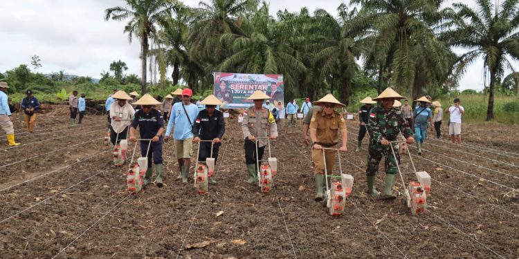 Dukung Program Swasembada Pangan 2025, Polres Keerom Bersama Mitra Polri dan Pemda Laksanakan Penanaman Jagung 10 Ha