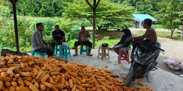 Manfaatkan Lahan Pekarangan Warga, Kapolsek Arso Timur Bersama Kelompok Tani Lakukan Penanaman Padi